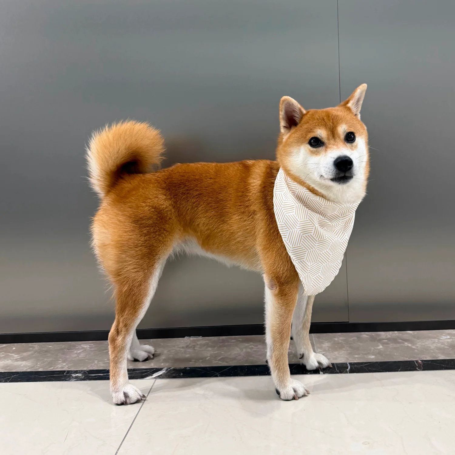 MOVA Pet Accessories Set: Bib, Leash & Adjustable Collar - Image 3