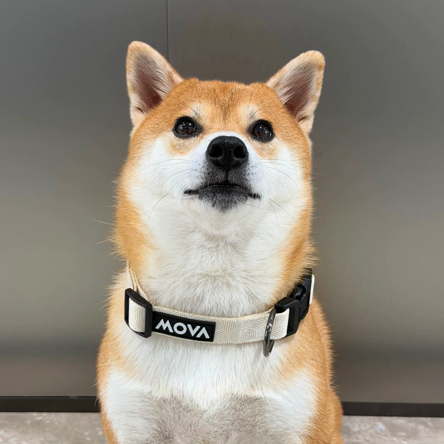 MOVA Pet Accessories Set: Bib, Leash & Adjustable Collar - Image 7
